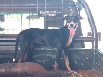 ATHLETIC TRI COLLIE