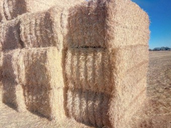 Barley Straw - 8x4x3 Bale - 22/23 Season