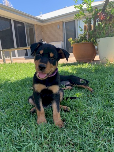 Kelpie Pups