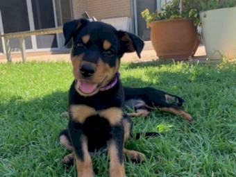 Kelpie Pups