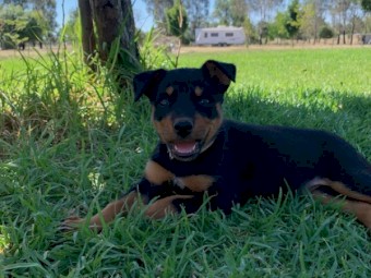 Kelpie Pups