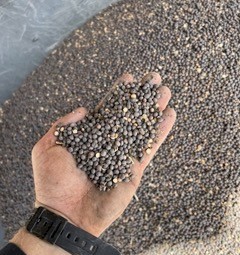 Vetch Seed