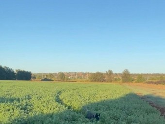 Quality Lucerne Hay 8x4x3 Bales