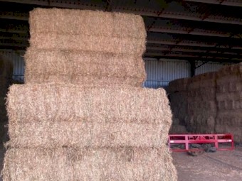 Quality Lucerne Hay 8x4x3 Bales