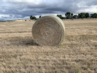RyeGrass Straw