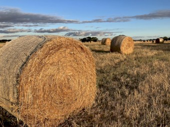 Hay Oaten x 300 bales