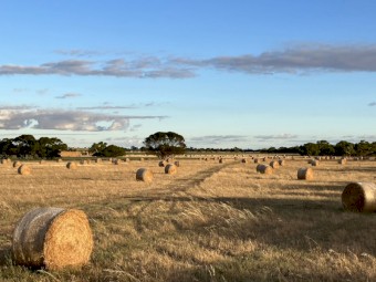 Hay Oaten x 300 bales