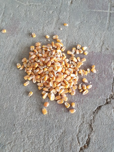 Feed Maize 