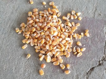Feed Maize 