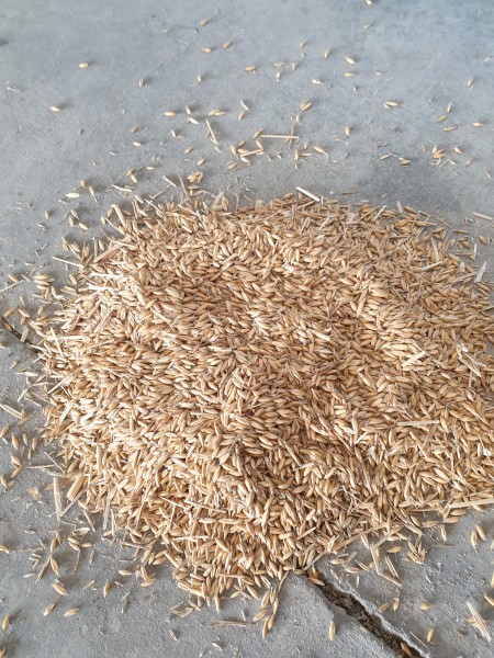 Feed oats 
