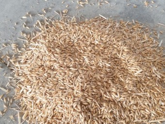 Feed oats 