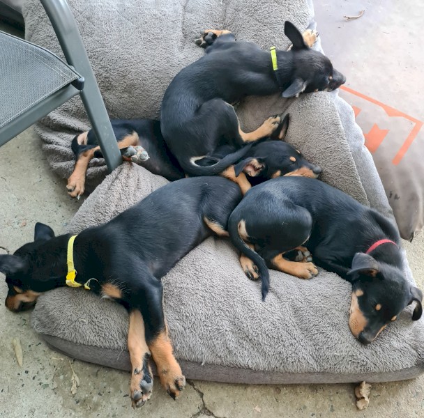 Kelpie puppies 