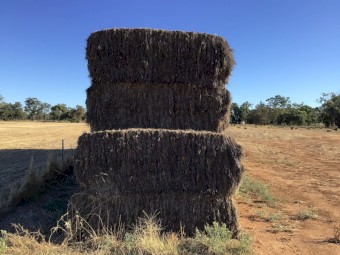 46 x Wheat&Rye Hay 8x4x3 Bales (21/22)