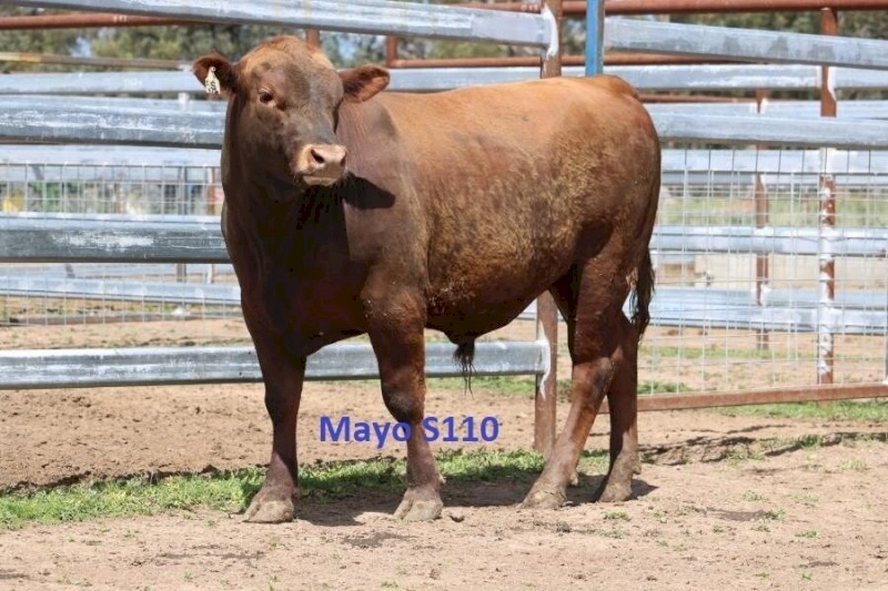 Red Angus Bulls