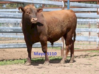 Red Angus Bulls