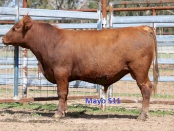 Red Angus Bulls