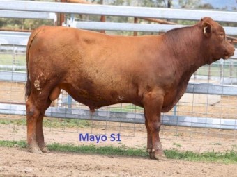 Red Angus Bulls