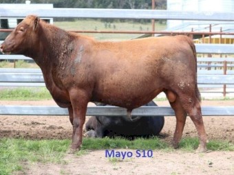 Red Angus Bulls