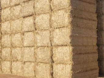 Windrowed Wheat Straw