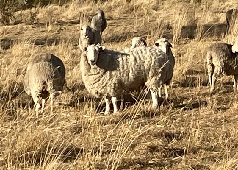 5 year old Merino Ewes with Rams. Pack