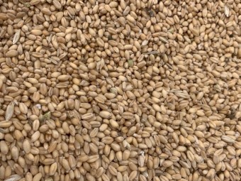  Illabo Wheat Seed