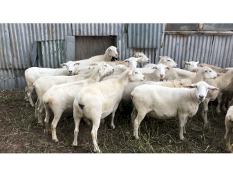 70 Australian White ewes
