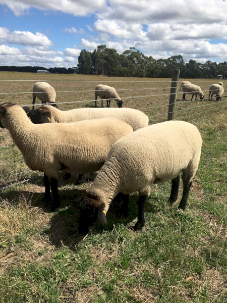 Suffolk Ewes 