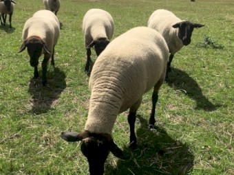 Suffolk Ewes 
