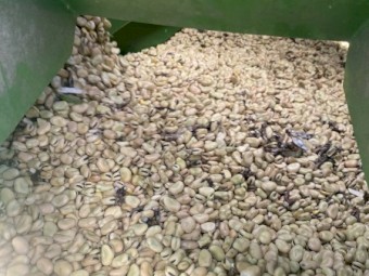 Faba Beans