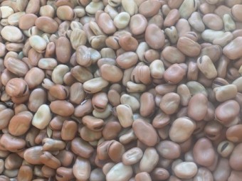 Faba Beans