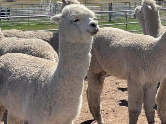  Quality Alpaca Males For Sale 