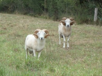 Wiltshire Horn Rams For Sale
