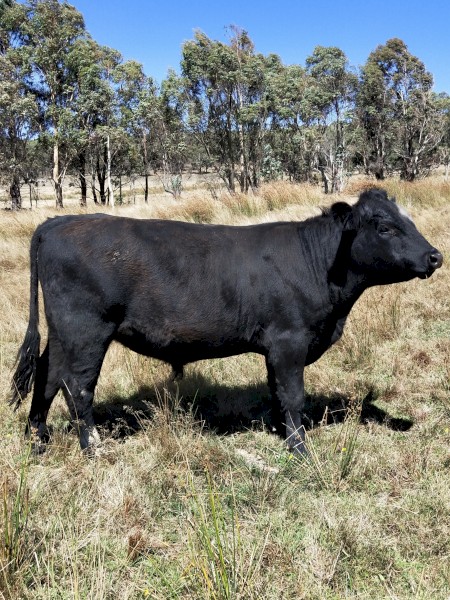 Angus Bulls x 2