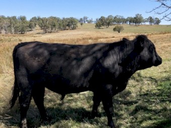 Angus Bulls x 2