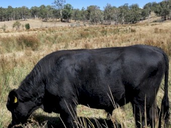 Angus Bulls x 2