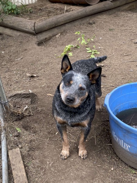Pure Bred Blue Healer 