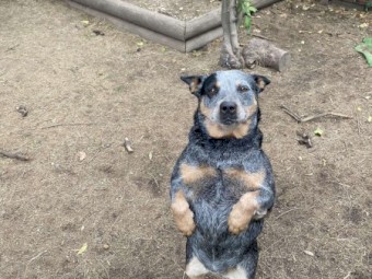Pure Bred Blue Healer 