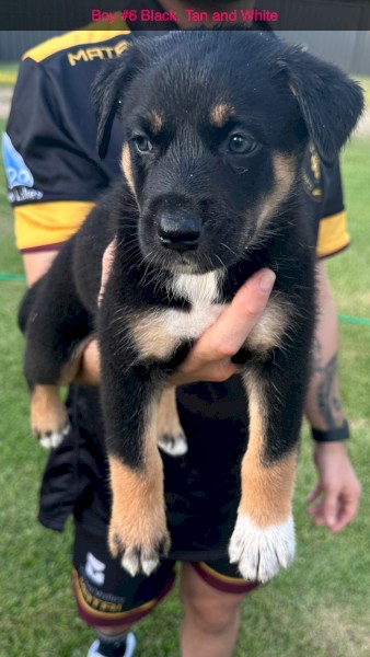 Australian Kelpie x Border Collie Pups