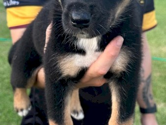 Australian Kelpie x Border Collie Pups