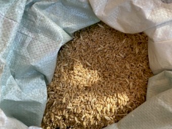 25t of Wheat for sale unknown variety 