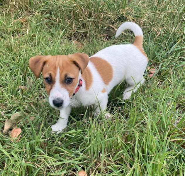 Jack Russell pup MALE. Dam smooth coat, Sire rough coat. 