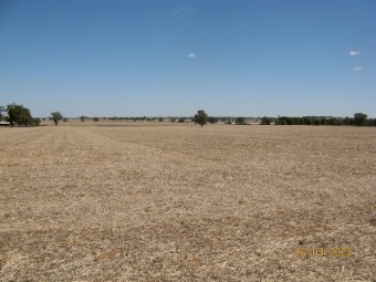 Balansa Clover Seed