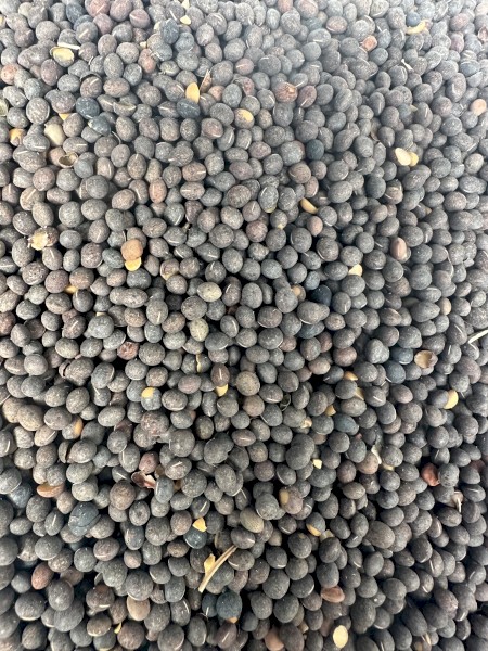 34mt Timok Vetch
