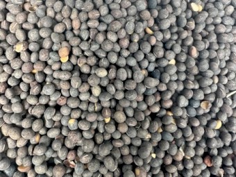 34mt Timok Vetch