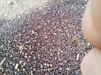 Rasina Vetch Seed