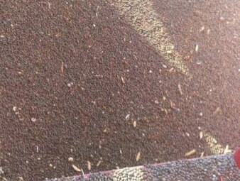Rasina Vetch Seed
