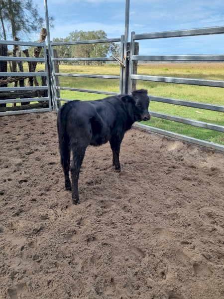 Heifer