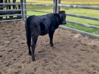 Heifer