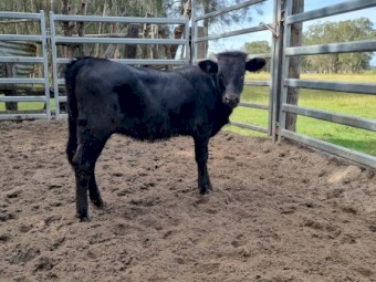 Heifer