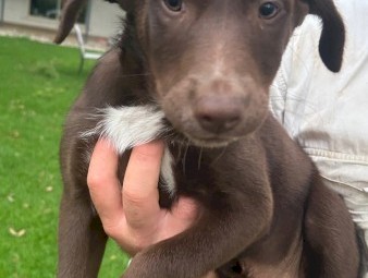 Red kelpie